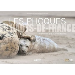 Les phoques en Hauts-de-France